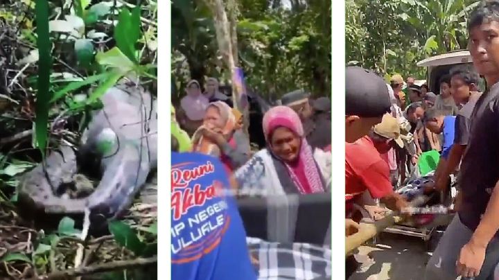 Buscaban a mujer desaparecida, la encuentran en la panza de una víbora pitón | VIDEO