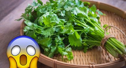 ¡Aumenta costo del cilantro! Un peso de esta hierba ya no es un peso; te decimos por qué