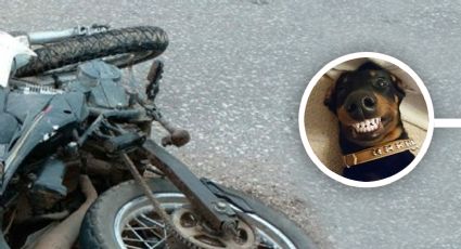 ¡Perro del mal!: lomito arrolla a motociclista y lo estampa en el asfalto