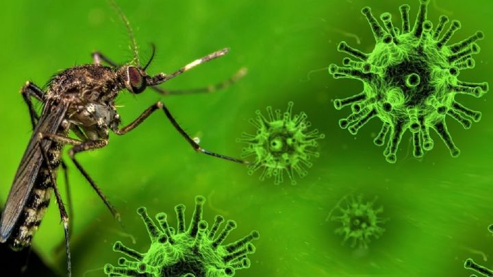 Oropouche: focos rojos en México por nuevo virus transmitido por mosquitos