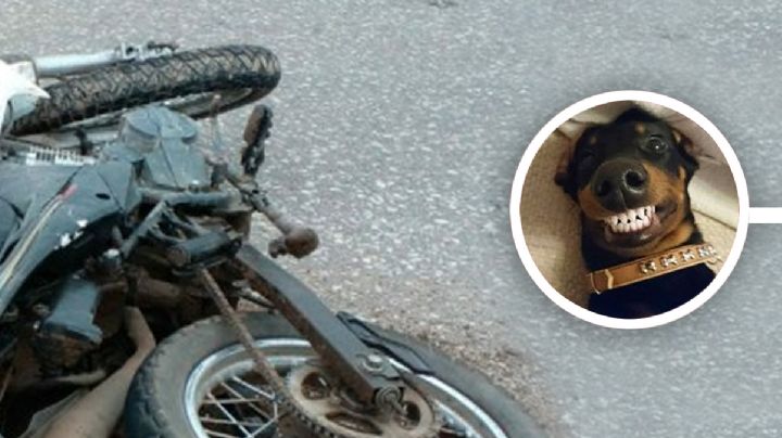 ¡Perro del mal!: lomito arrolla a motociclista y lo estampa en el asfalto