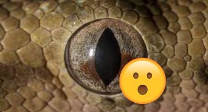 Esta serpiente es 500 veces más venenosa que una cascabel; si la ves, huye