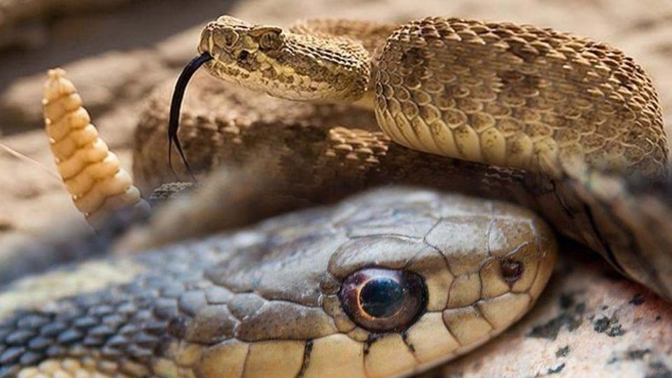 Diferencias entre serpiente y culebra