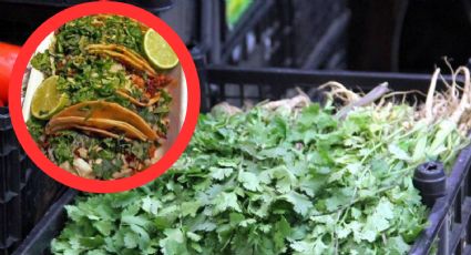 ¡Con los tacos no! Aumenta drásticamente el precio del cilantro, hasta 700 pesos el manojo