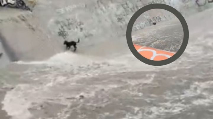 Perrito queda atrapado en el Arroyo "El Obispo” tras intensas lluvias en Santa Catarina | VIDEO