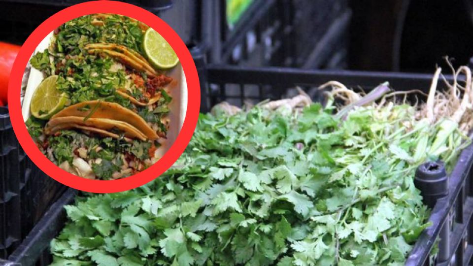 ¡Con los tacos no! Aumenta drásticamente el precio del cilantro, hasta 700 pesos el kilo