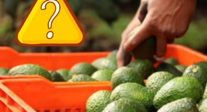 ¿El precio del aguacate podría bajar en los próximos días en México? Esto sabemos