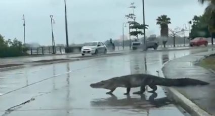 Calles de Tampico son invadidas por cocodrilos tras el paso de Alberto