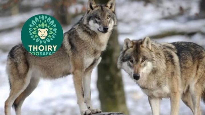 Lobos hieren de gravedad a mujer en zoológico; víctima ingresó a zona prohibida