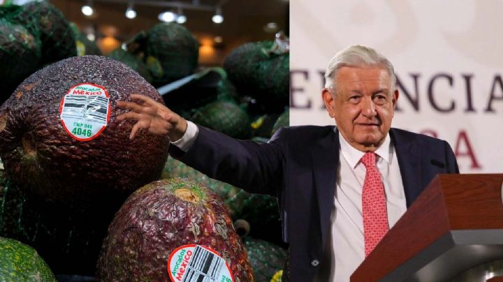 Exportación del aguacate a Estados Unidos se resuelve por la buena relación: AMLO
