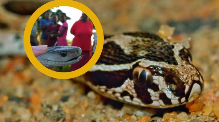 Serpiente 'regresa' de la extinción y genera terror en Bangladesh; van 5 muertos