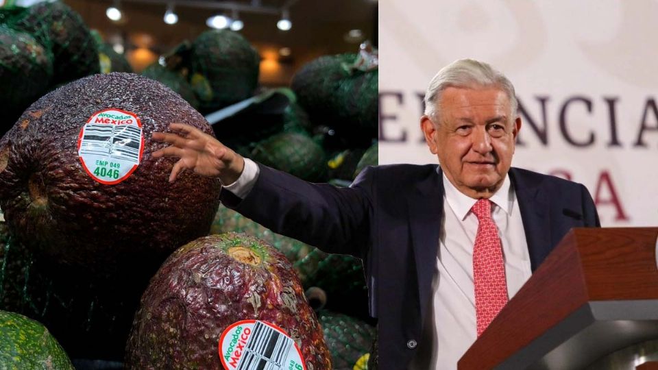 Exportación de Aguacate se está normalizando