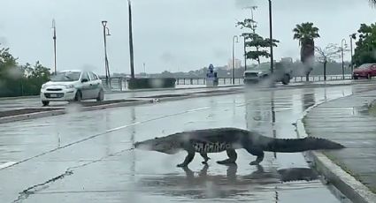 Cocodrilos invanden las calles de Tampico, se pasean por las avenidas | VIDEO