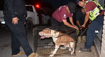 Pitbull 'endiablado' se mete a casa para matar a mascotas y morder a personas en Nuevo Laredo