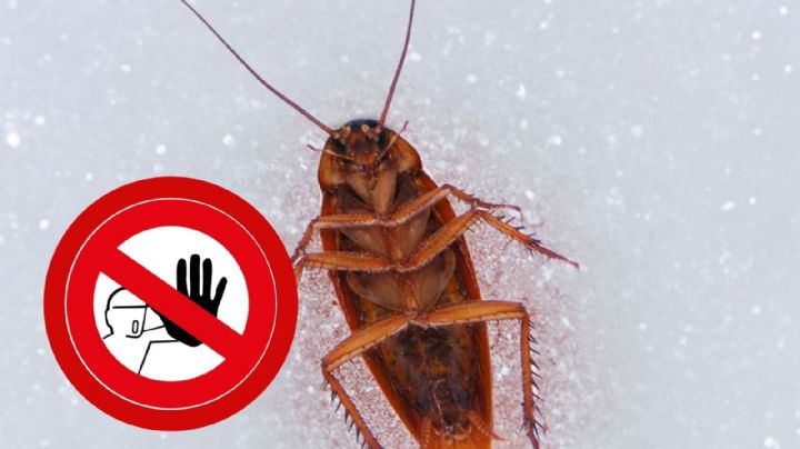 Descubre el misterio: ¿dónde se esconden las cucarachas cuando llega el frío?
