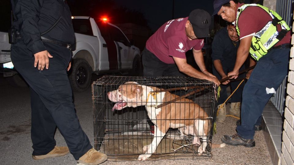 Pitbull endiablado se meta a casa para matar a mascotas y morder a personas en Nuevo Laredo