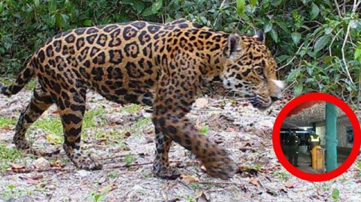 Jaguar escapa de su recinto y causa la muerte de un hombre