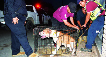 Perro que atacó en colonia Los Álamos está en observación; mató a un perro de raza chihuahua