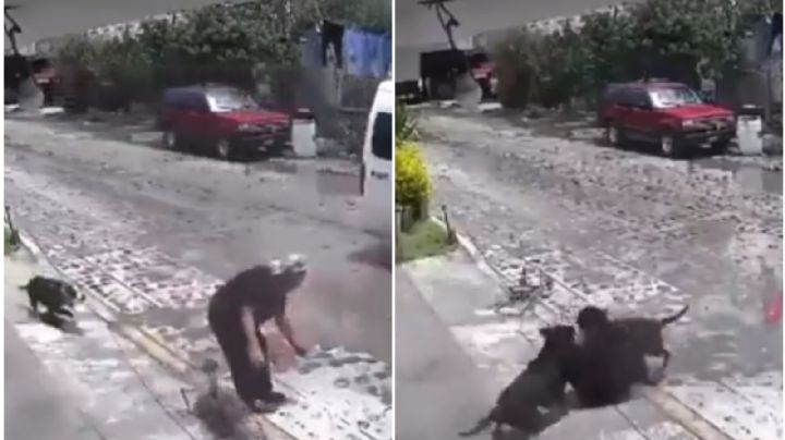 Abuelita es atacada salvajemente por perros; video se viraliza