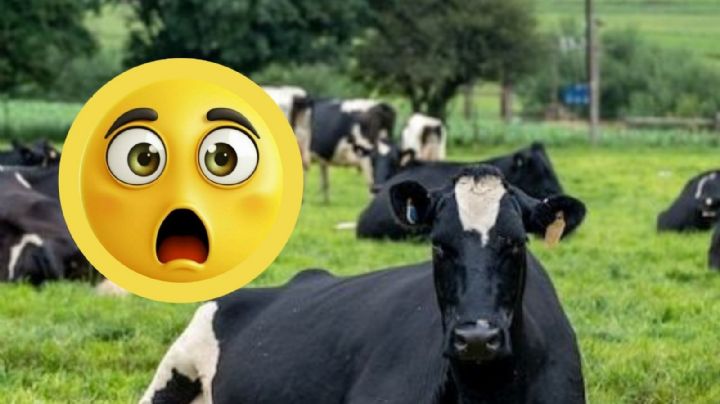 Trágico cumpleaños: mujer fallece al ser pisoteada por rebaño de vacas