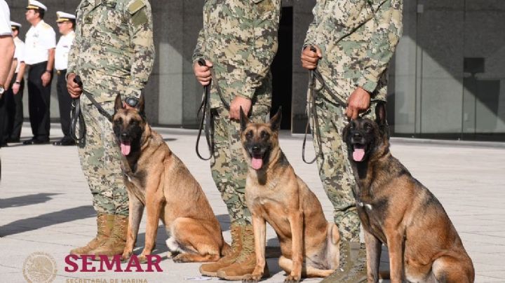 Perritos fueron reconocidos por su labor en la Marina; ya los jubilaron