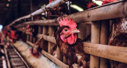 México registra primer humano fallecido por gripe aviar H5N2 en el mundo; ¿es contagiosa?