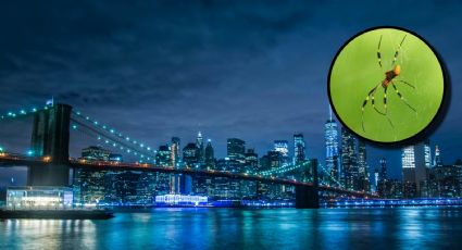 Alertan por arañas voladoras en Nueva York; sus patas miden hasta 10 centímetros