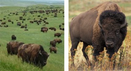 No, no es Denver... bisontes se reproducen por cientos en Janos, México