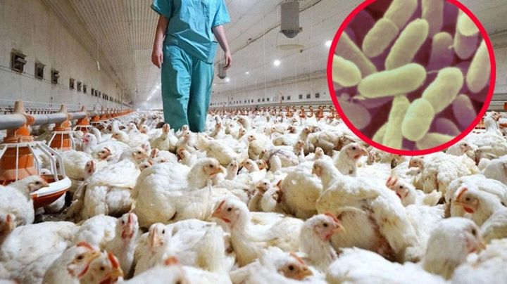 Gripe aviar en México: todo lo que tienes que saber sobre esta peligrosa enfermedad