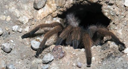 Calorones provocan que cientos de miles de tarántulas en Texas salgan a la superficie