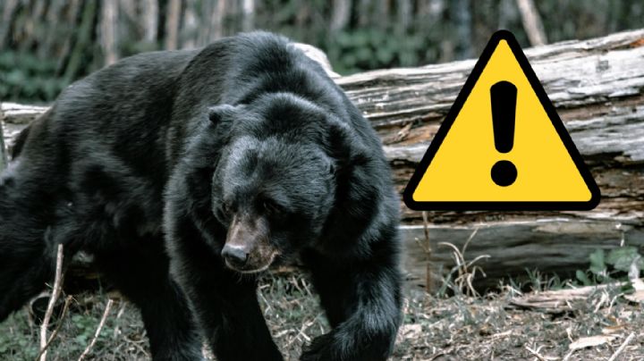 Oso negro mata a mujer; es el primer ataque mortal en este estado
