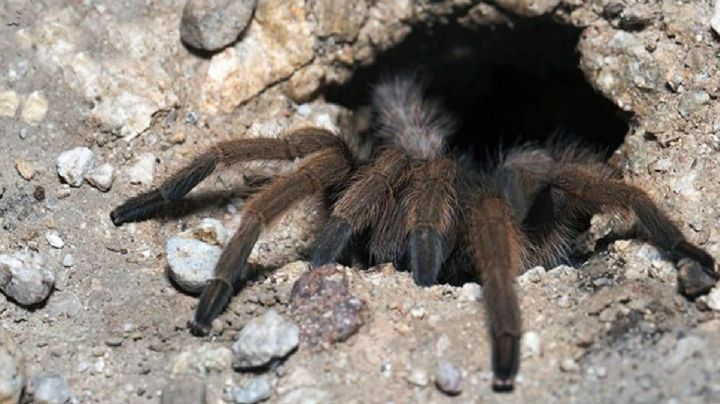 Calorones provocan que cientos de miles de tarántulas en Texas salgan a la superficie