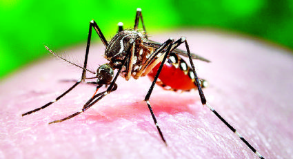 Favorecen las lluvias  al mosco del dengue