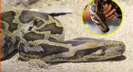 Serpiente gigante se come a una mujer; era madre de cuatro hijos y estaba desaparecida