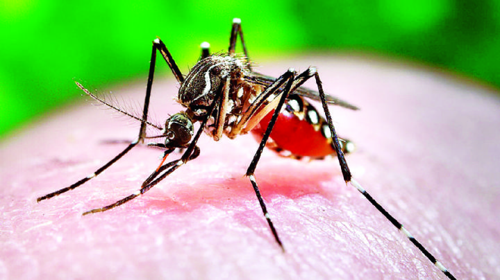 Alerta en el poniente de Nuevo Laredo por riesgo de dengue