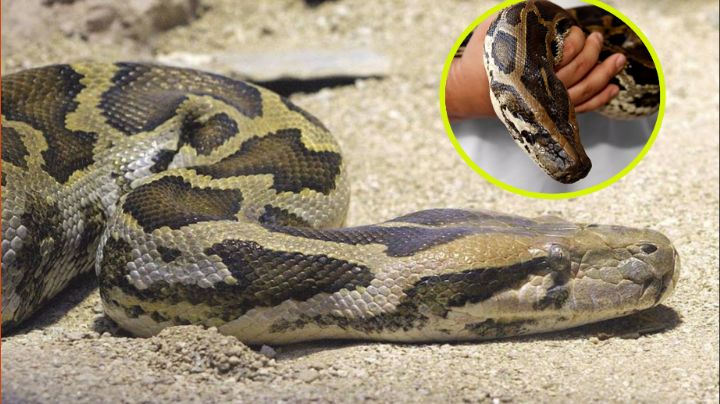 Serpiente gigante se come a una mujer; era madre de cuatro hijos y estaba desaparecida