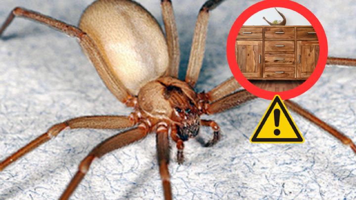 Araña violinista: revisa estos lugares de tu casa, ahí es donde se esconde