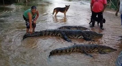 Plaga de cocodrilos en esta región de Tamaulipas: capturan 170 en una semana