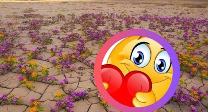 Comienza a florecer uno de los desiertos más secos del mundo, ¿dónde se encuentra?