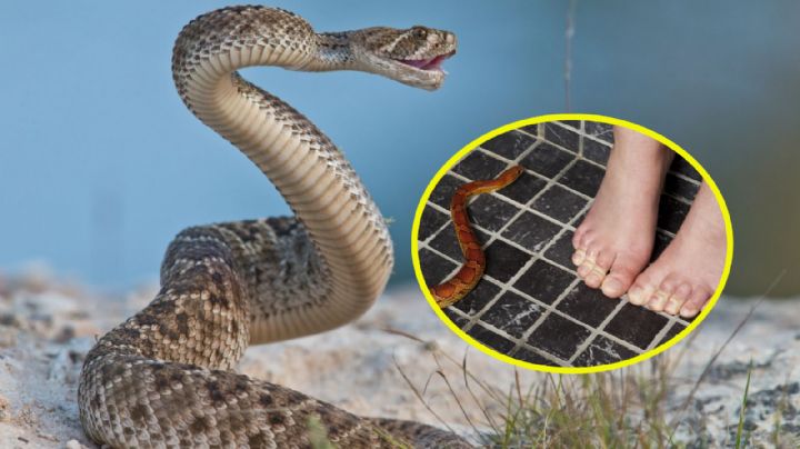 Temporada de serpiente de cascabel: por esta razón buscarán llegar a tu casa estos días