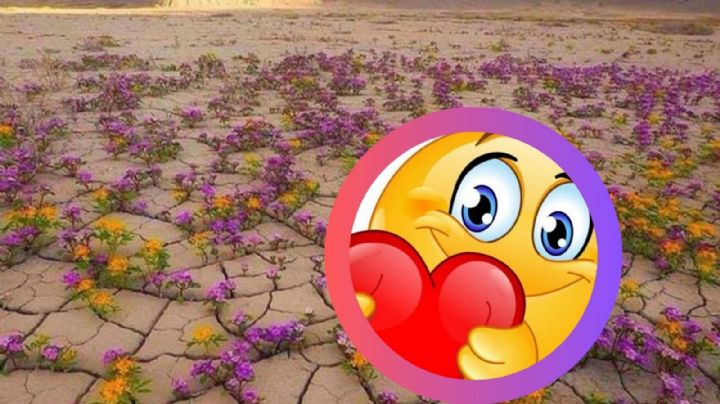 Comienza a florecer uno de los desiertos más secos del mundo, ¿dónde se encuentra?