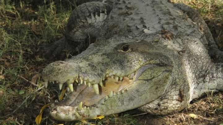 Aplican rastreo satelital a cocodrilo de pantano en Tamaulipas