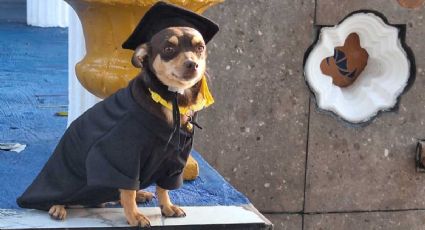 ‘Canelo’: perrito callejero se gradúa de secundaria; causa furor en redes