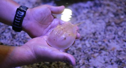 Acuario de Nuevo Laredo tiene nuevas especies en exhibición; éstas son