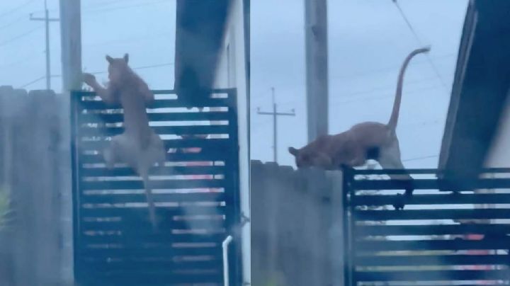 En Laredo reportan en redes a puma de gran tamaño | VIDEO