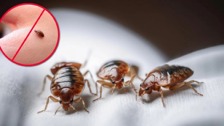 Temporada de chinches: esto debes ponerte en el cuerpo para evitar que te piquen