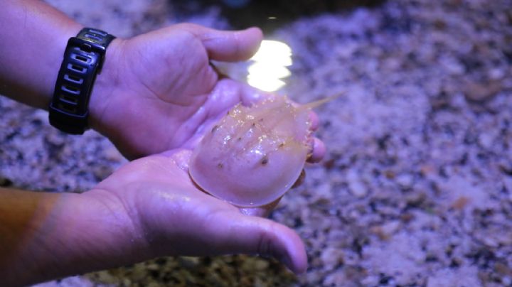 Acuario de Nuevo Laredo tiene nuevas especies en exhibición; éstas son
