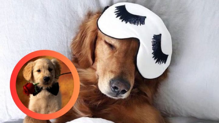 ¡Al descubierto!; entérate con qué sueña tu mascota