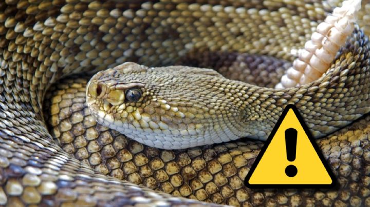 Serpiente de cascabel: así te pueden ‘engañar’ sobre su ubicación, según estudio
