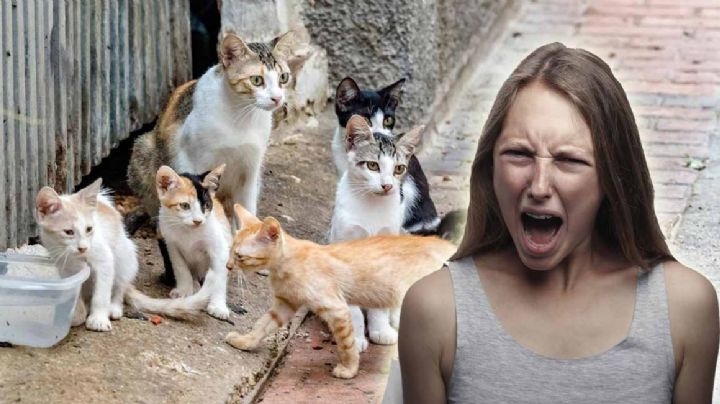 Ahuyenta a los gatos callejeros de tu patio o jardín sin lastimarlos